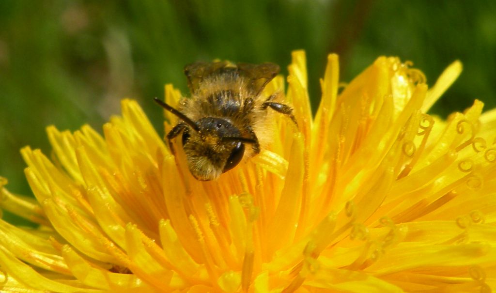 Andrena o Melitturga? Andrena sp, maschio